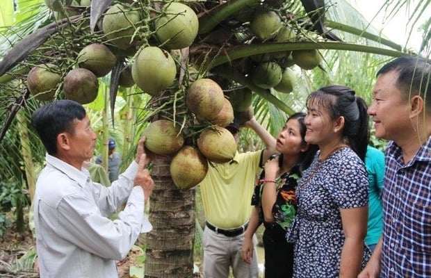 Tăng thêm lợi thế cạnh tranh cho dừa Việt Nam - Ảnh 1.
