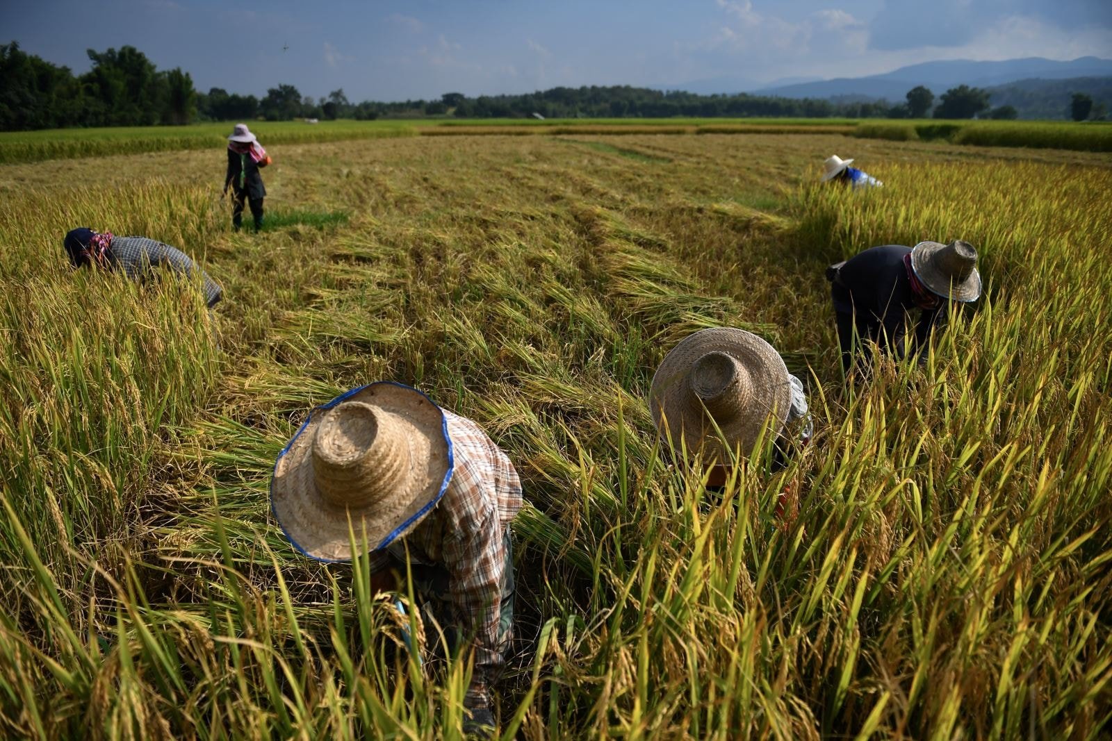 Giá lúa gạo hôm nay 13/5/2025: Giá gạo tăng nhẹ, giá lúa giảm