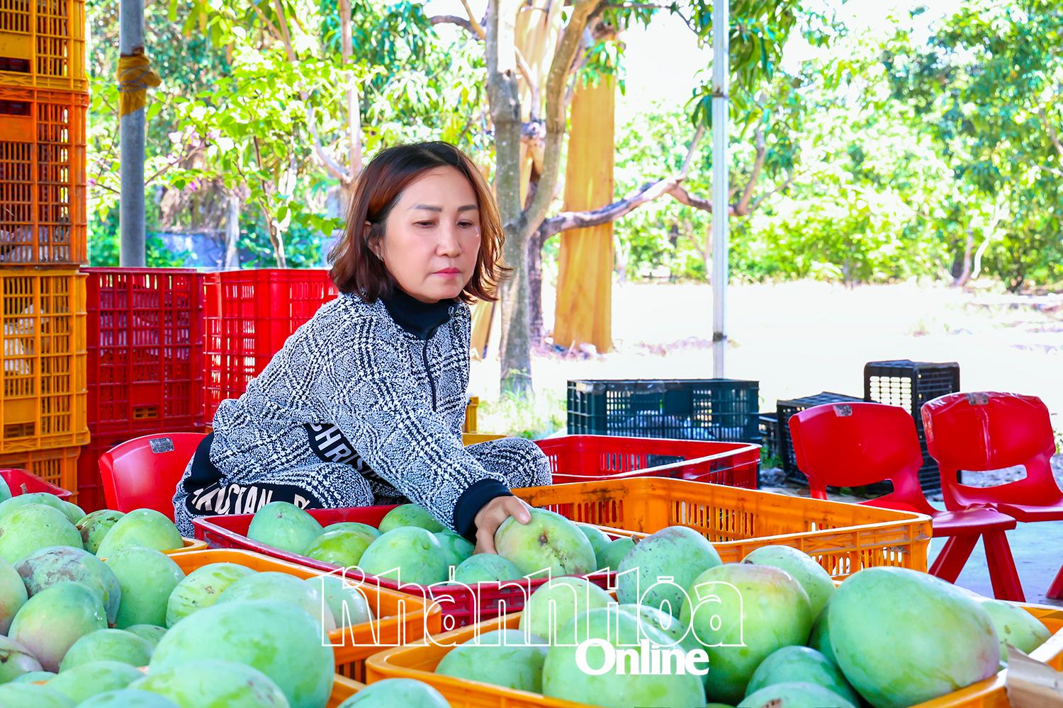 Bà Phạm Thị Nở thu mua xoài Úc.
