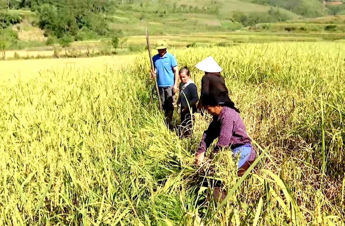 Giống nếp Râu Yên Minh sau phục tráng được trồng đại trà, mang lại thu nhập cao cho người dân.

