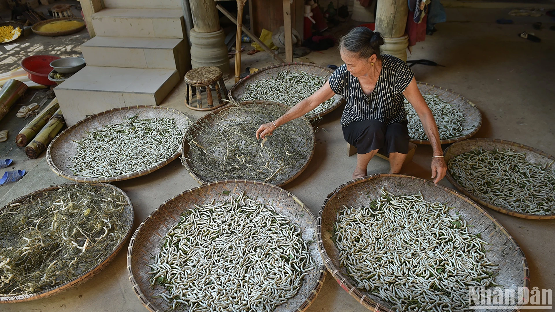 Bền bỉ nghề tằm tang ở miền xanh Hoa Tiến ảnh 4