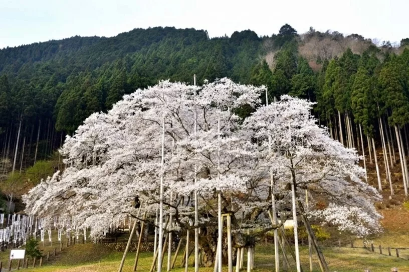 nhat-ban-bon-cay-hoa-anh-dao-nghin-nam-tuoi-bung-no-20250409153018.webp