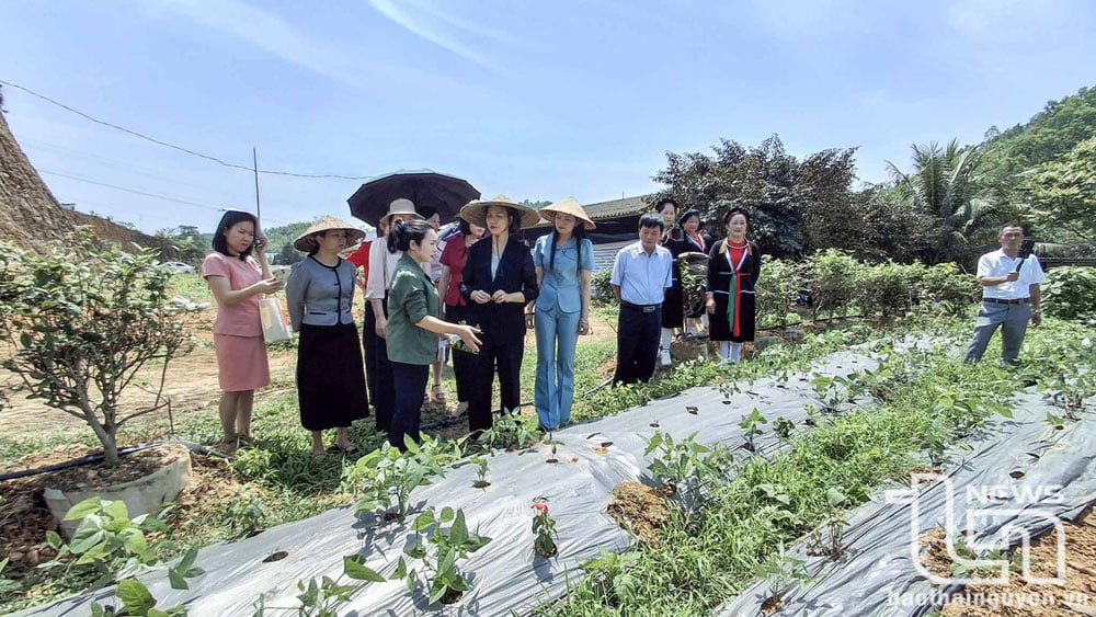 Hiện nay, Hợp tác xã nông nghiệp và dược liệu Thiên Phúc, ở xóm Minh Tiến, xã Minh Lập (Đồng Hỷ) đã phát triển được gần 30ha cây trồng dược liệu.