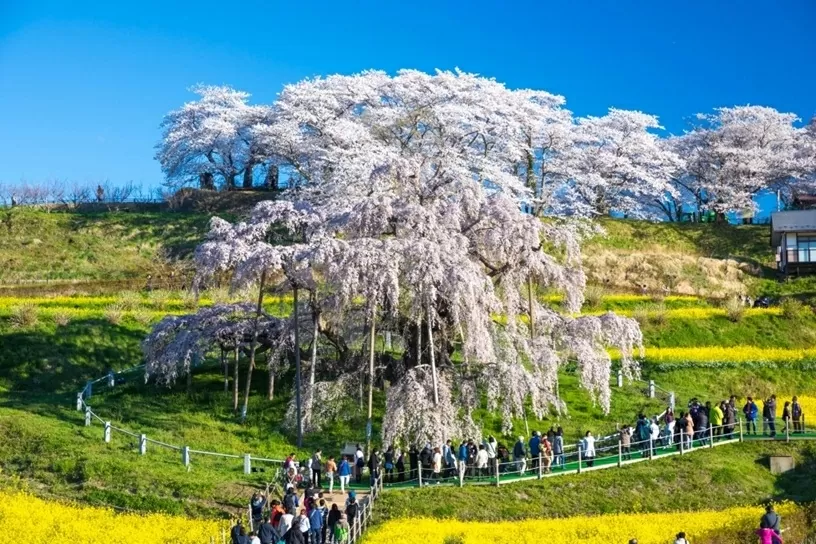 nhat-ban-bon-cay-hoa-anh-dao-1000-nam-bung-no-20250409151537.webp
