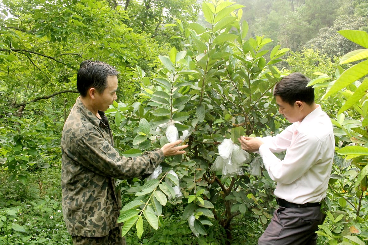 Xã Hữu Vinh duy trì và bảo tồn giống ổi đặc sẳn địa phương.
