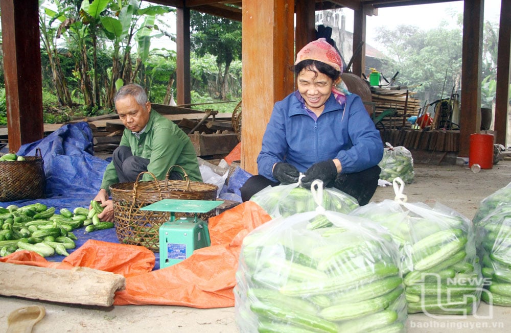 Vợ chồng ông Ma Văn Kiến ở xóm Trung Thành đóng gói dưa chuột để giao cho đơn vị bao tiêu.