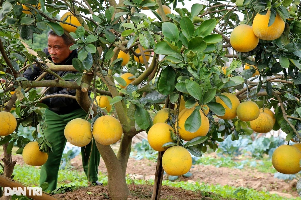 Loại quả Việt được Thứ trưởng Bộ Nông nghiệp Mỹ chấm 10/10 điểm - 1