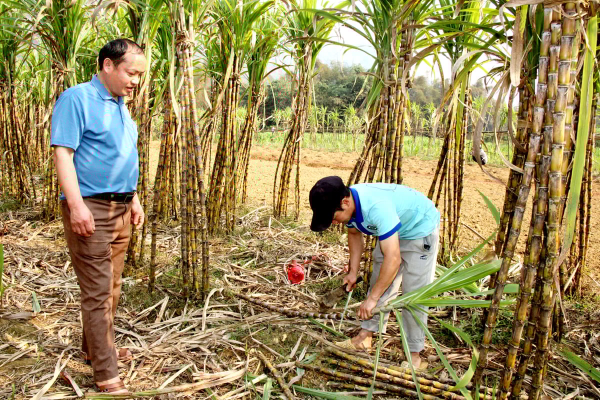 Người dân thôn Sang Phàng phát triển kinh tế từ trồng mía xương gà.