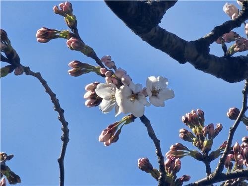 cerisiers en fleurs à Séoul, Corée.jpg