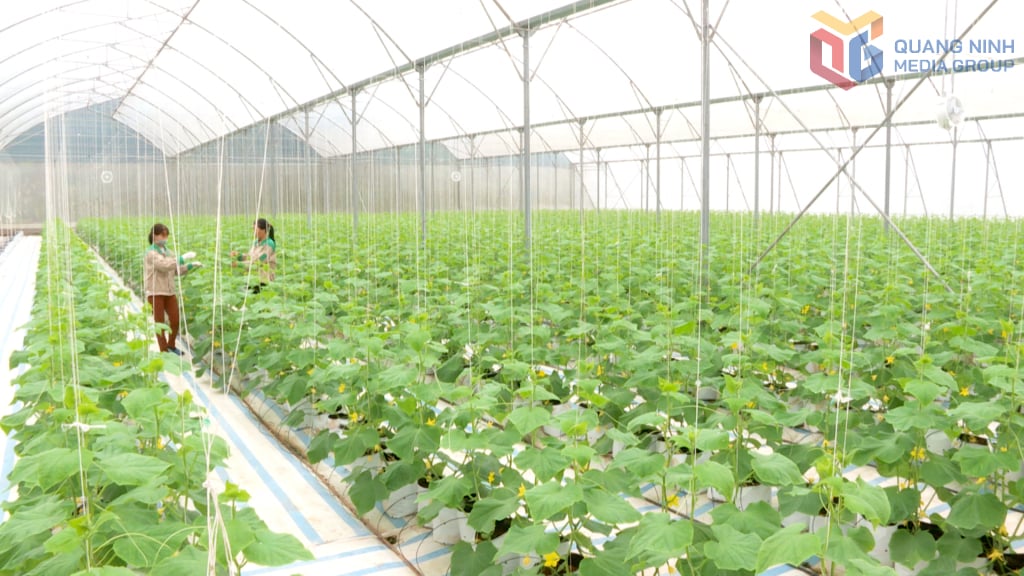 Mô hình trồng dưa lưới, rau thủy canh theo hướng nông nghiệp sạch, công nghệ cao của Công ty CP Thương mại và Xây dựng Đầm Hà góp phần nâng cao đời sống kinh tế cho người dân trên địa bàn huyện. Ảnh: Lê Nam