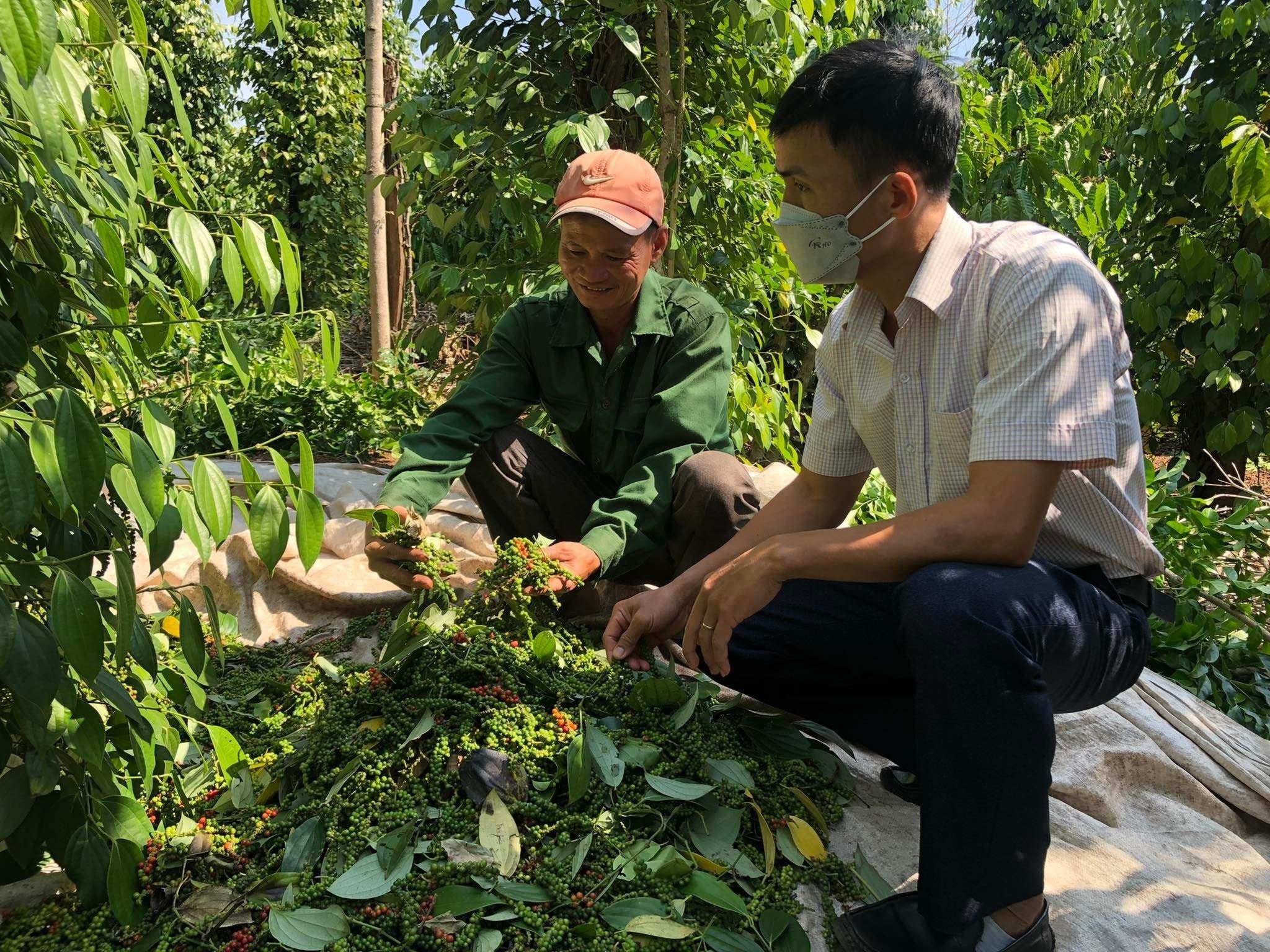Giá tiêu hôm nay 13/5/2025: Dự báo tiếp tục tăng