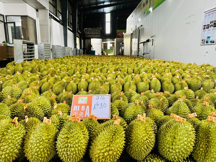 sầu riêng - Ảnh 2.