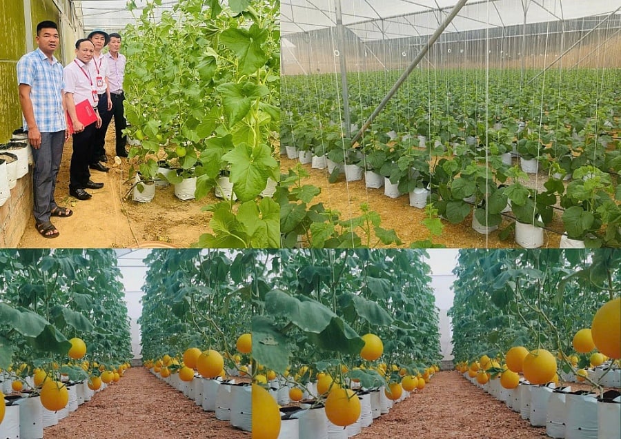 Mô hình trồng dưa vàng trong nhà màng áp dụng công nghệ cao mang lại hiệu quả kinh tế cao