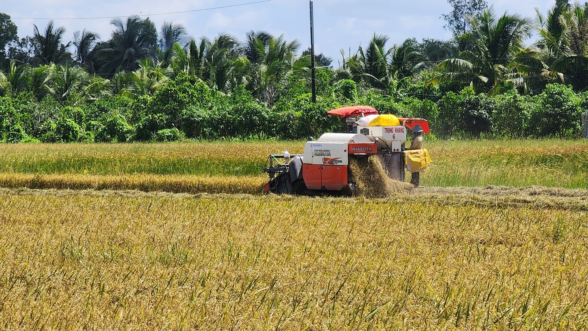 Giá lúa gạo hôm nay 13/5/2025: Giá gạo điều chỉnh tăng nhẹ
