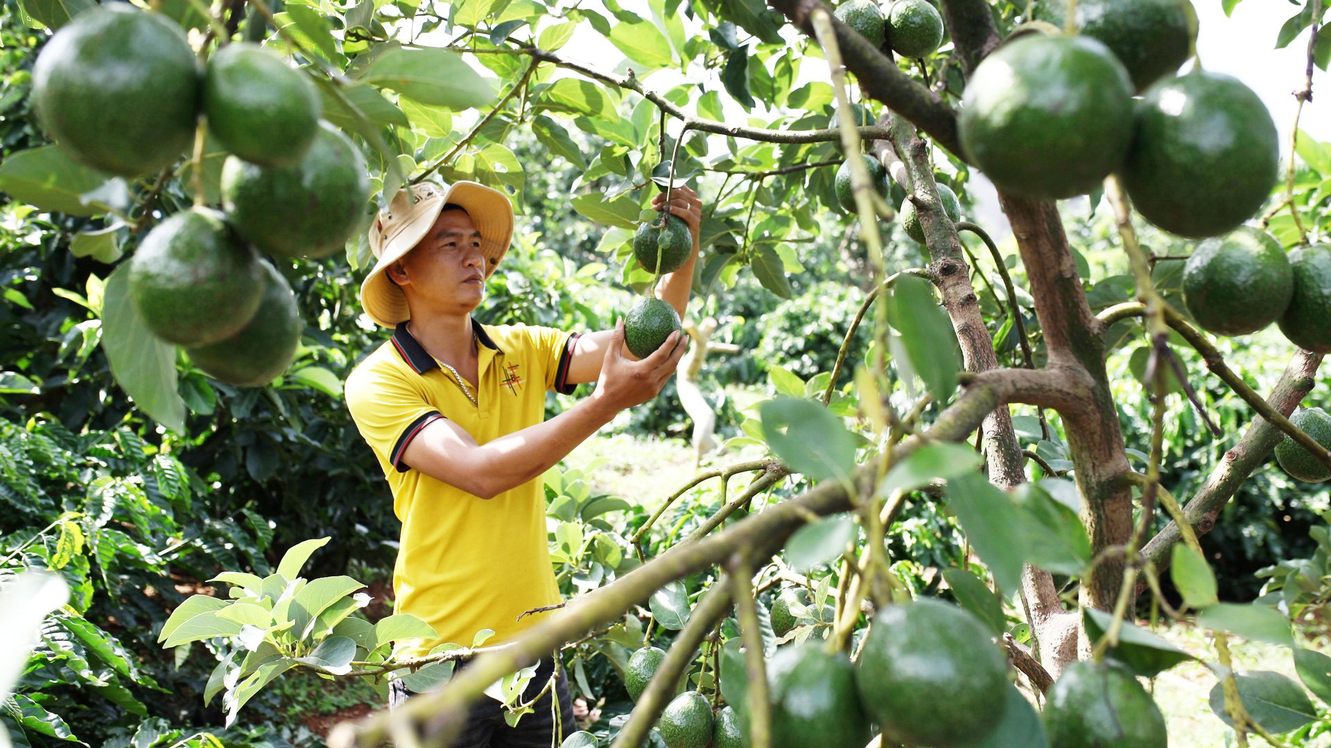 Các hộ trồng bơ trong tỉnh đang lo âu vì vụ bơ năm nay mất mùa, không được giá