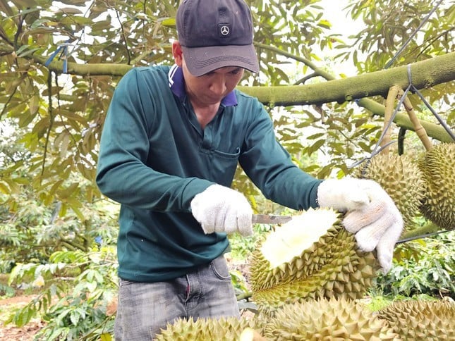 Sầu riêng Đắk Lắk.