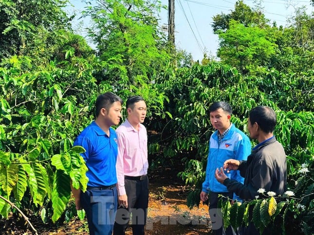 Thanh niên dân tộc thiểu số phát triển kinh tế từ nguồn vốn vay ủy thác qua tổ chức Đoàn ảnh 1