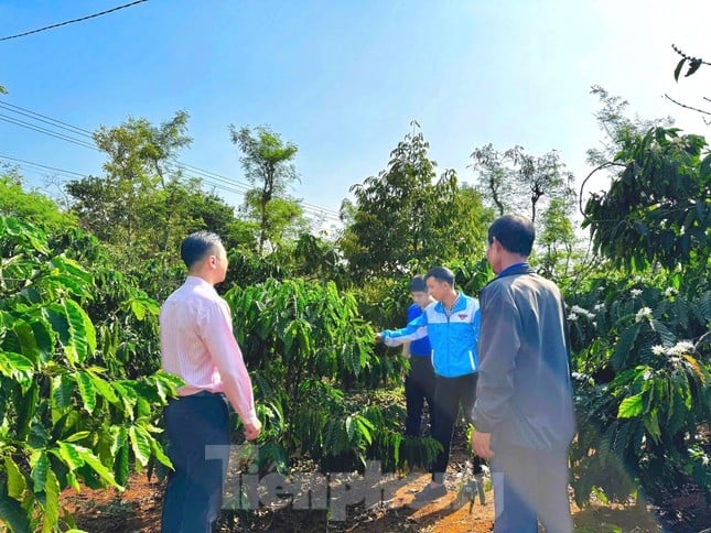 Thanh niên dân tộc thiểu số phát triển kinh tế từ nguồn vốn vay ủy thác qua tổ chức Đoàn ảnh 3