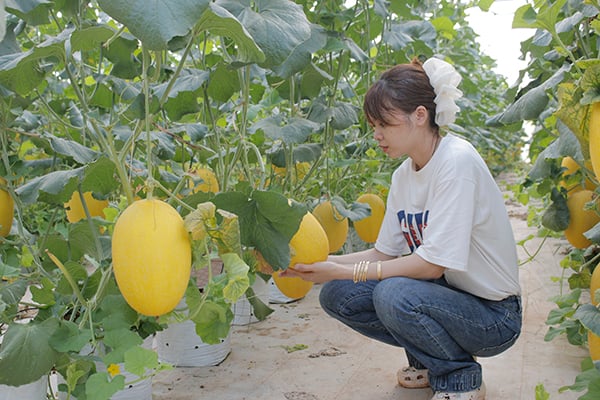 Dưa lưới trồng trong nhà màng tại xã Long Tân, huyện Long Đất.