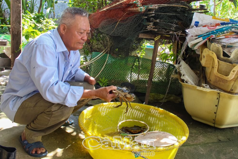 Ông Phan Văn Luân có thu nhập ổn định từ 3 ha đất kết hợp nuôi tôm, cua và trồng lúa một vụ.