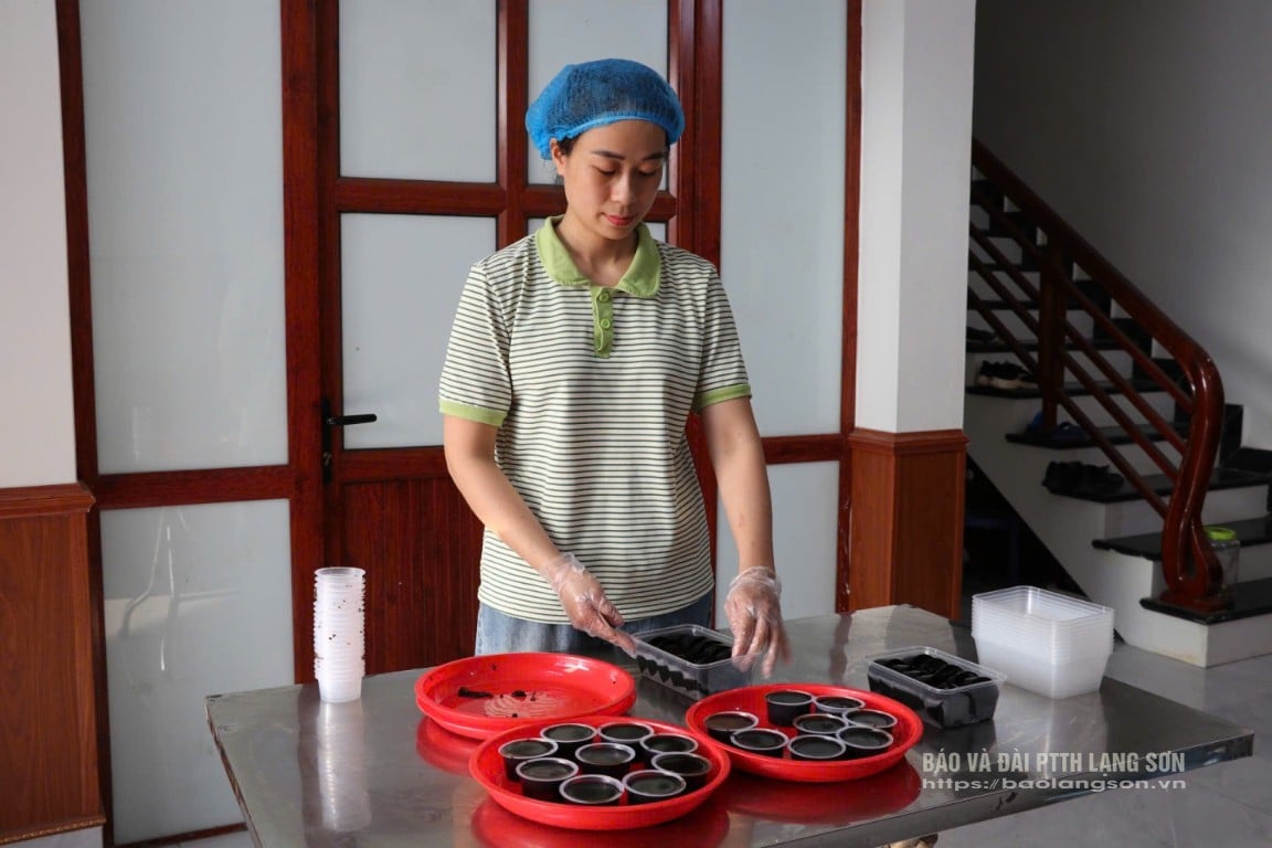 Chị Đường Thùy Dung xếp bánh thạch đen nhân đỗ xanh vào hộp
