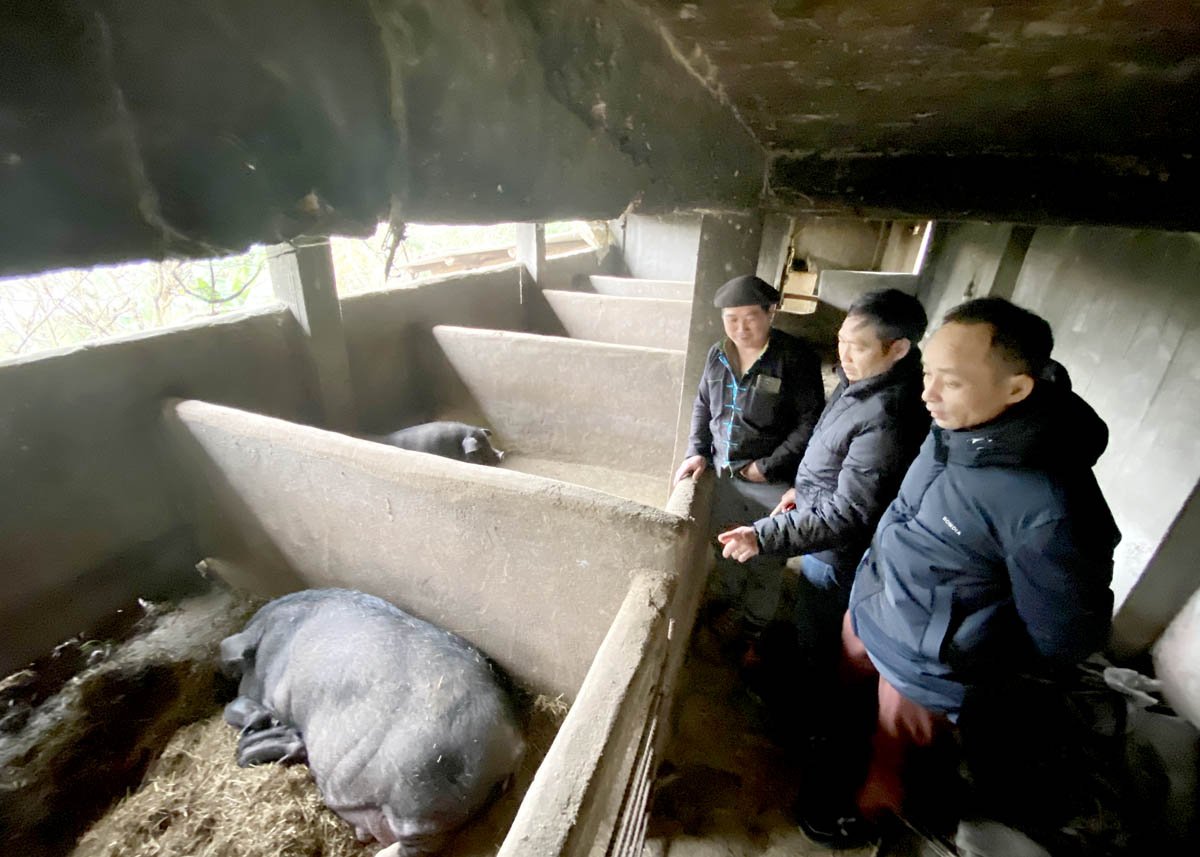 Gia đình ông Vàng Thìn Chín nuôi lợn đen hiệu quả.                              Ảnh chụp tháng 2.2025