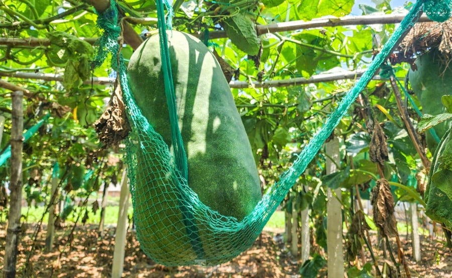 Những quả bí đao &quot;khổng lồ&quot; cân nặng đến nửa tạ. Ảnh: Trương Định
