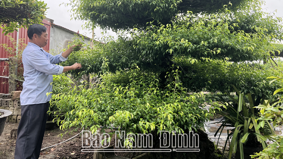 Cựu chiến binh xã Nam Điền (Nam Trực) phát triển trồng cây cảnh truyền thống.