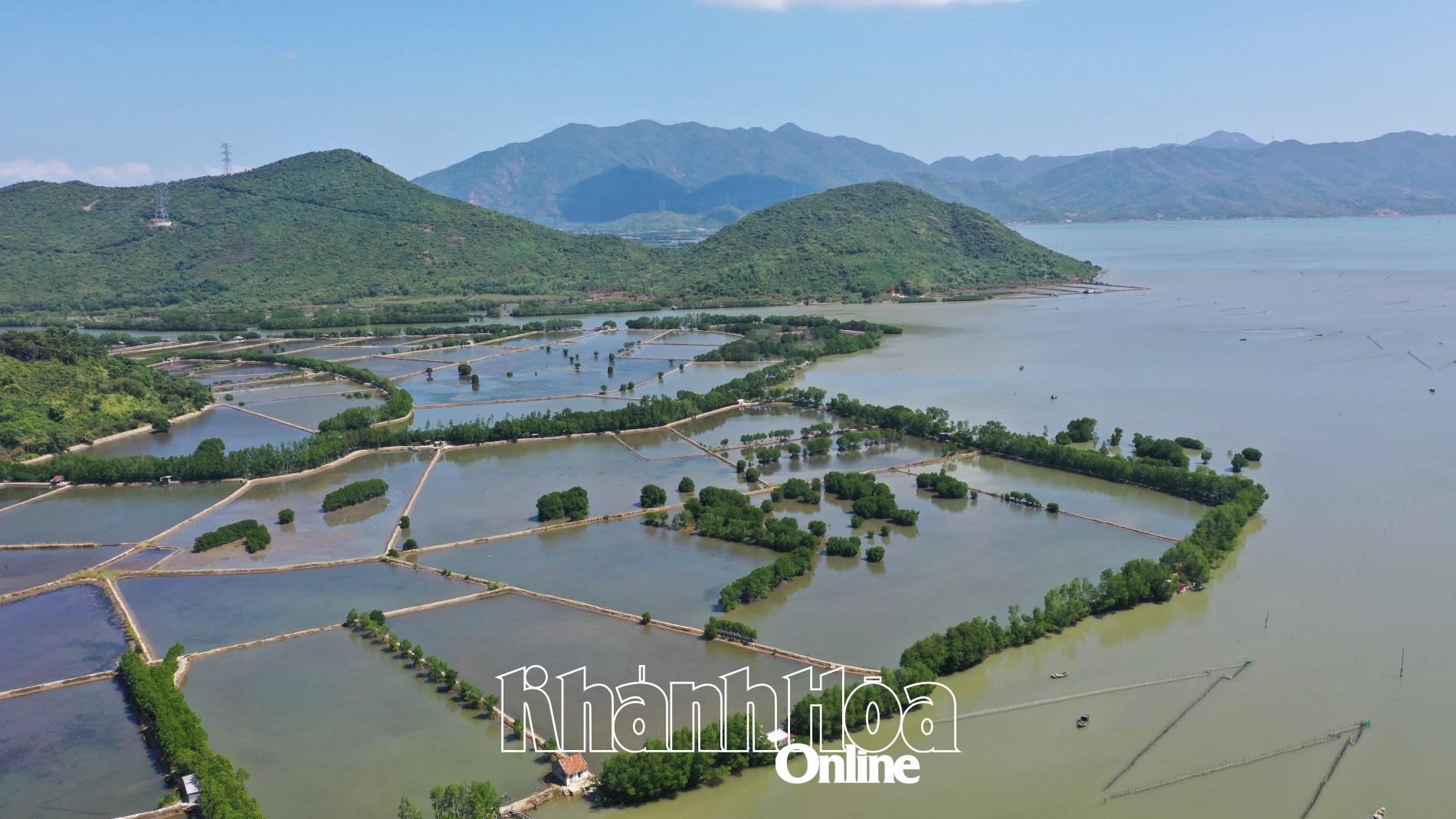 Một khu vực rừng ngập mặn ở đầm Nha Phu (thị xã Ninh Hòa) góp phần ứng phó biến đổi khí hậu.