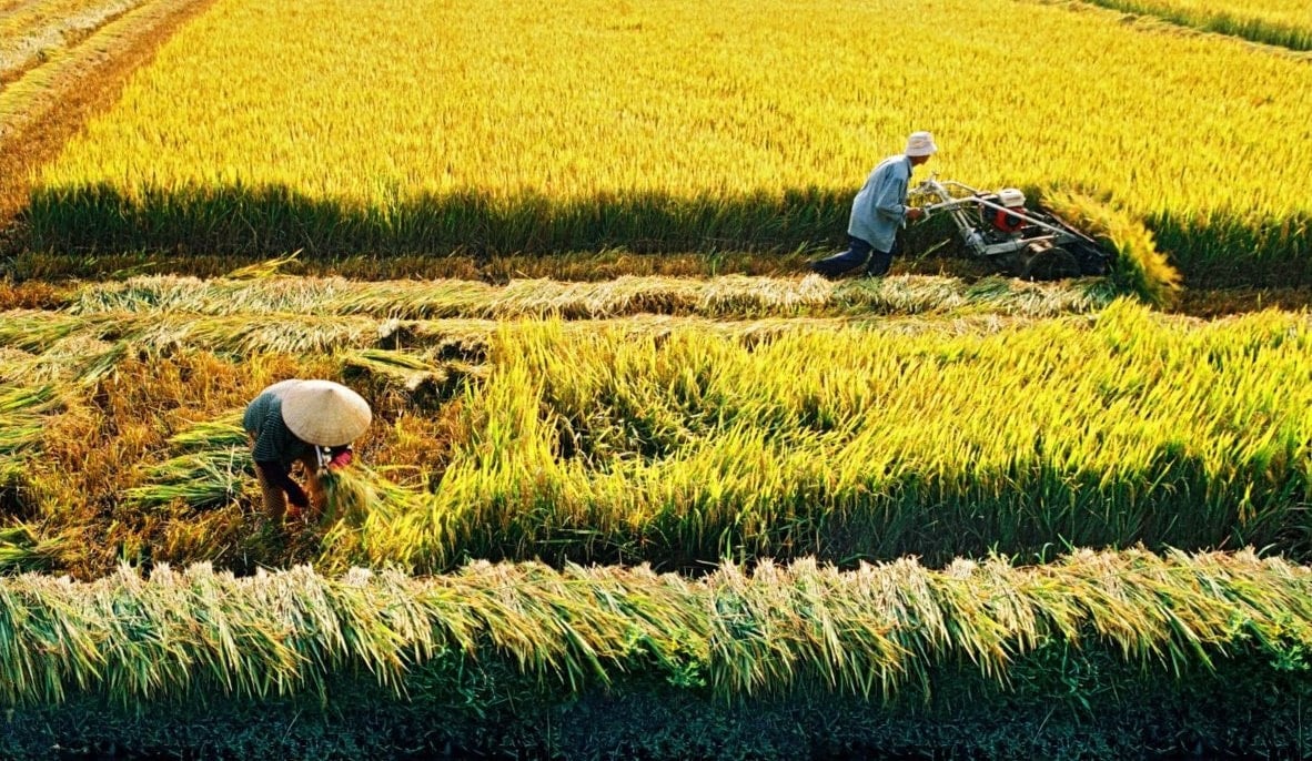 Giá lúa gạo hôm nay 14/5/2025: Giá lúa giảm mạnh