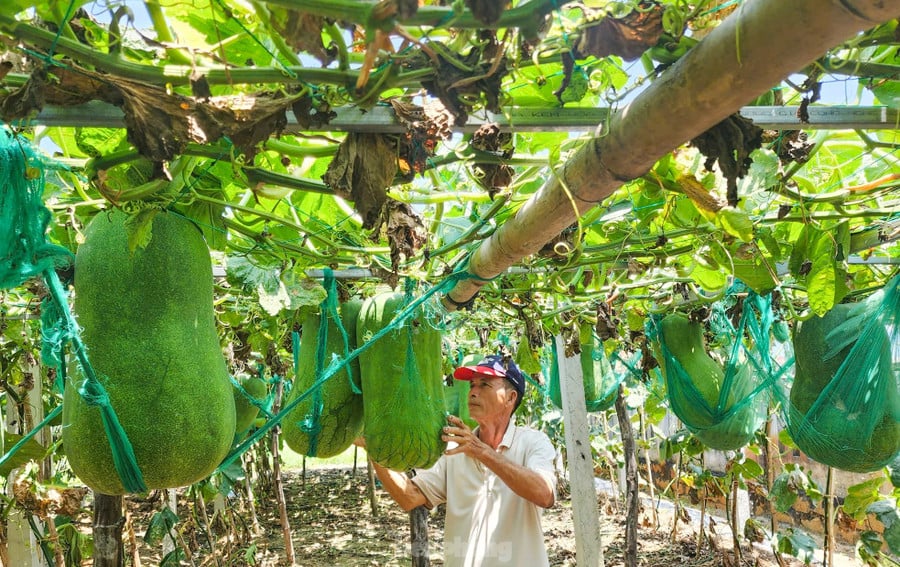 Ông Biên chăm sóc vườn bí đao của mình. Ảnh: Trương Định