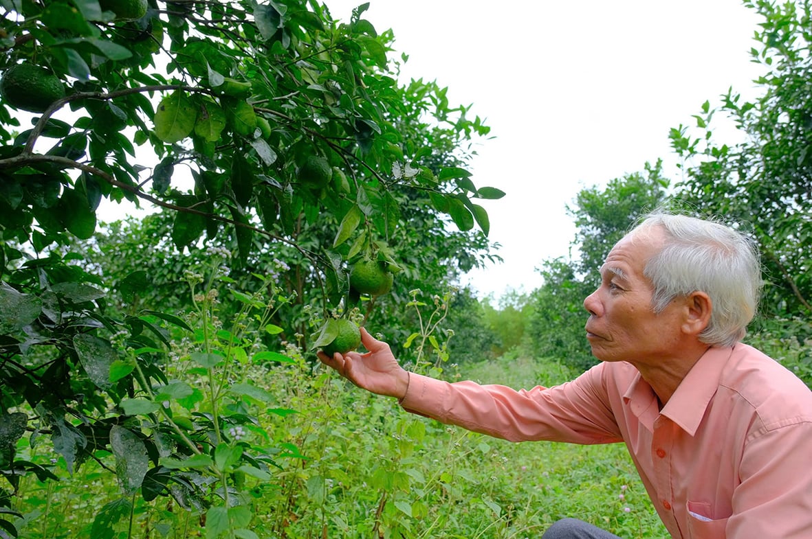សមាគមអតីតយុទ្ធជនស្រុក Hai Lang៖ សាមគ្គីភាពនាំមុខក្នុងការអនុវត្តចលនាត្រាប់តាម
