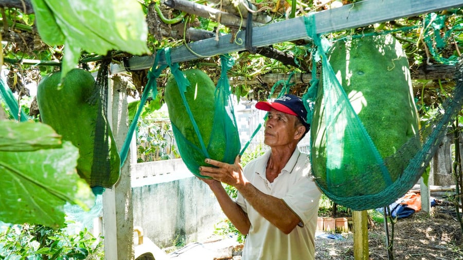 Vì sức nặng của quả bí người dân phải dùng lưới để neo bí trên giàn. Ảnh: Trương Định