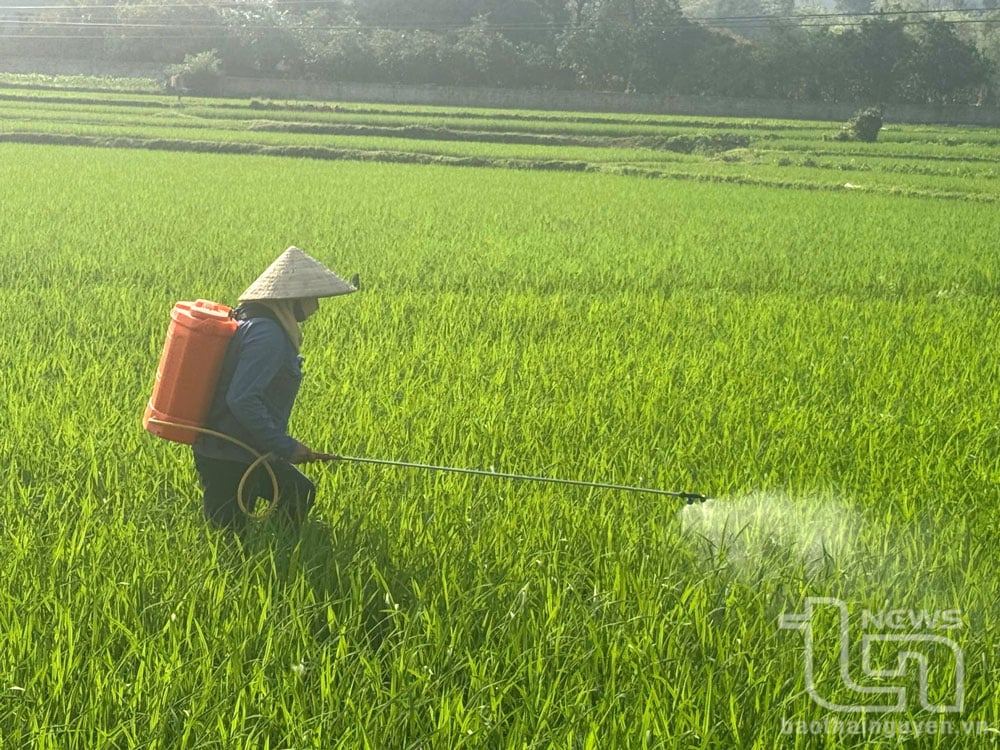 Người dân xã Phú Thượng (Võ Nhai) chủ động phun thuốc phòng trừ các loại sâu bệnh hại lúa xuân.