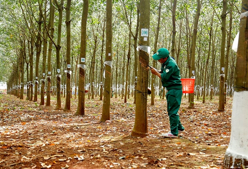 Giá cao su hôm nay 14/5/2025: Thế giới giảm nhẹ