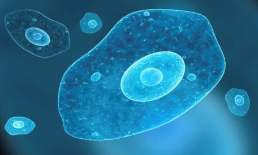 Ký sinh trùng đơn bào có tên khoa học &quot;Entamoeba histolytica&quot; dưới kính hiển vi. Ảnh: pharmacity.vn