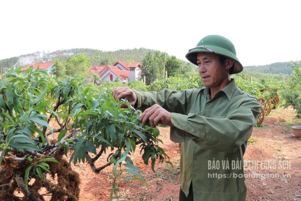 Ông Dương Văn Minh chăm sóc, cắt tỉa cây đào