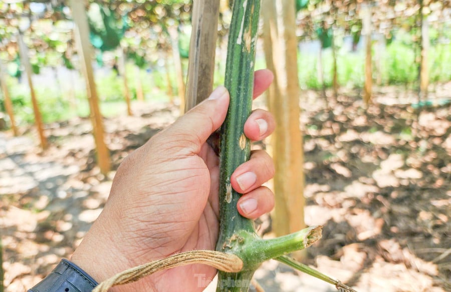 Dây bí đao. Ảnh: Trương Định