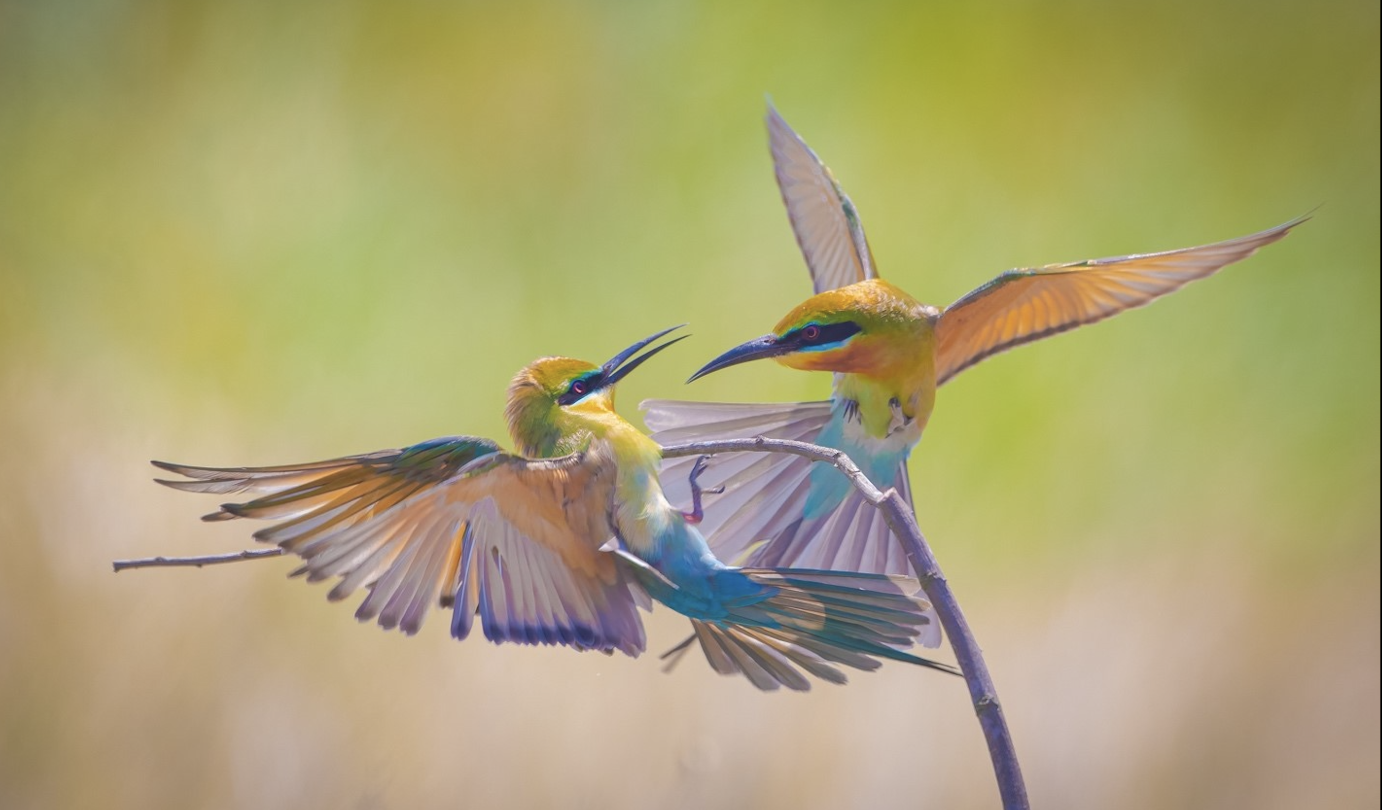 Fascinated by birds that lure mates with food