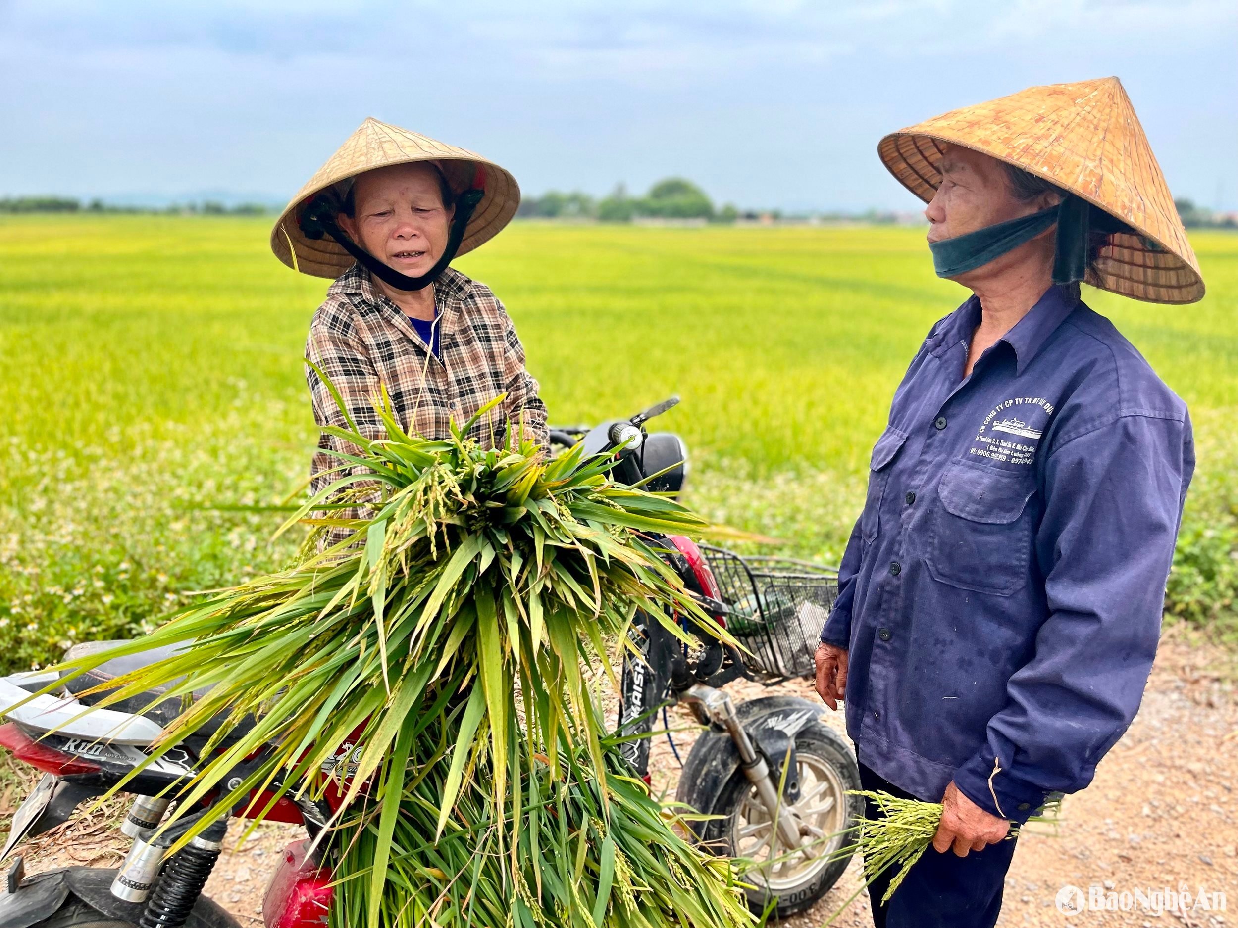  Nông dân Yên Thành gặt lúa non về làm thức ăn cho trâu bò. Ảnh- Phú Hương