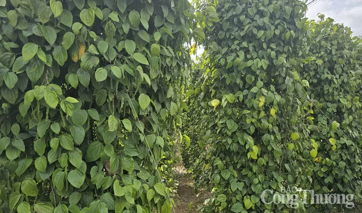 Giá tiêu hôm nay 14/5/2025, xu hướng thị trường ổn định
