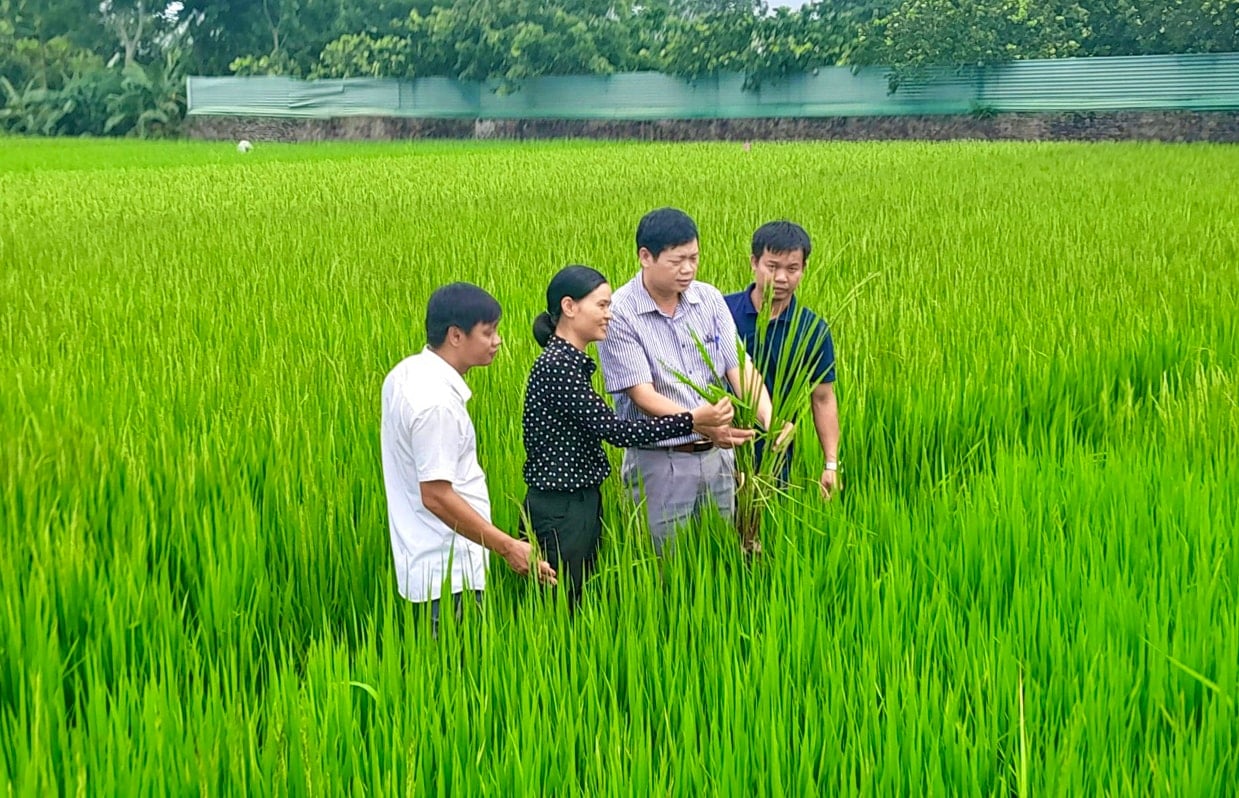 can-bo-nganh-nong-nghiep-va-moi-truong-ha-noi-kiem-tra-chat-luong-lua-tai-huyen-me-linh.-anh-tung-nguyen.jpg