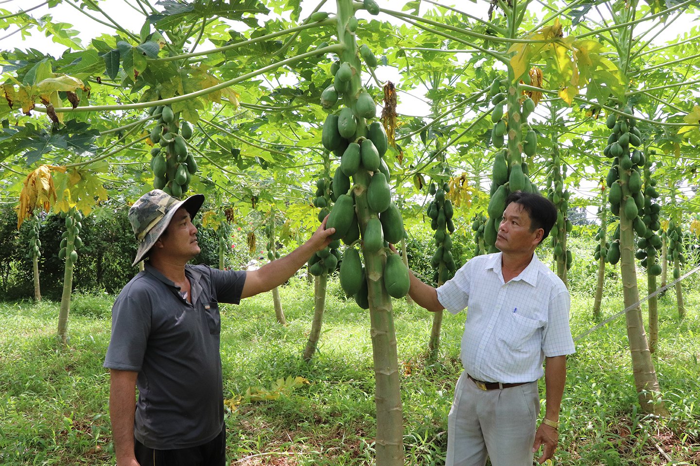 Xã Bình Giã, huyện Châu Đức có 13ha trồng cây đu đủ.