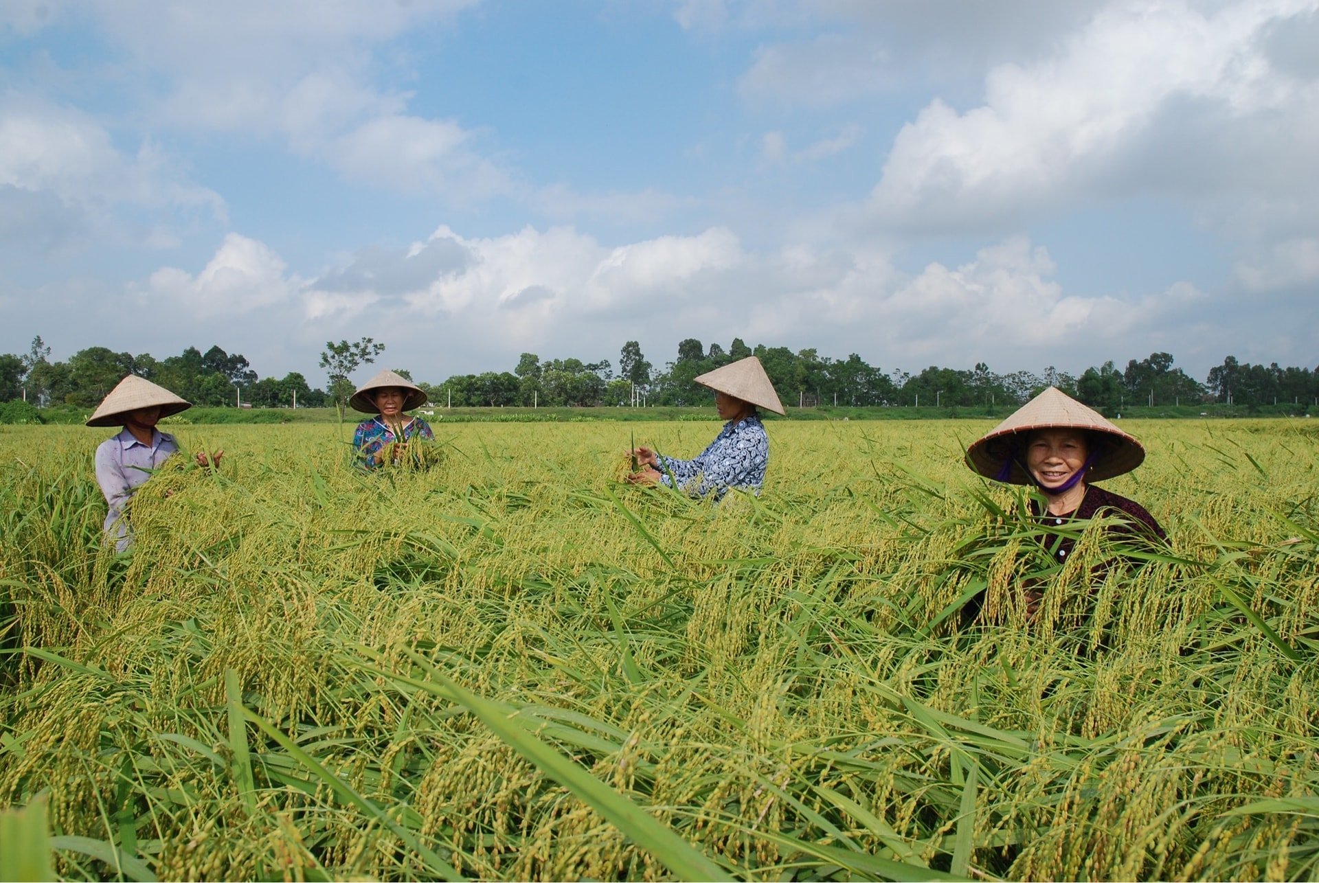 canh-dong-thuy-lam.jpg