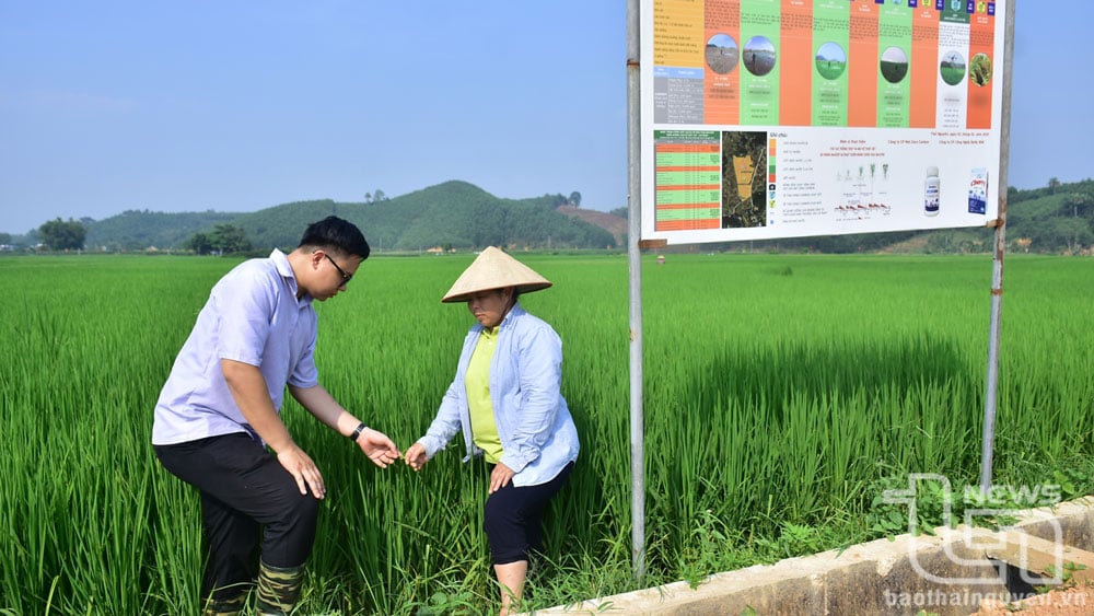 Tại cánh đồng Bản Đông, xã Ôn Lương (Phú Lương), bà con nông dân thực hiện mô hình canh tác lúa thông minh, thích ứng với biến đổi khí hậu.
