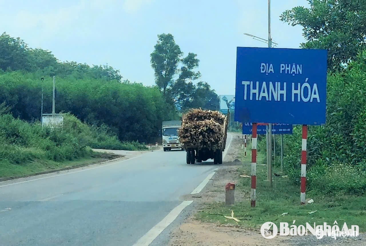 រថយន្ត​ដឹក​ឈើ​អាកាស្យា​ទៅ​ខេត្ត Thanh Hoa តាម​ផ្លូវ​ហូជីមិញ។ រូបថត៖ Nhat Lan