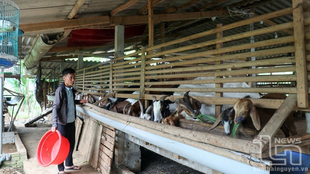 Gia đình anh Bùi Văn Thịnh, xóm Song Thái, xã Điềm Mặc (Định Hoá), vay vốn ưu đãi của Ngân hàng Chính sách xã hội để đầu tư nuôi dê lấy thịt.