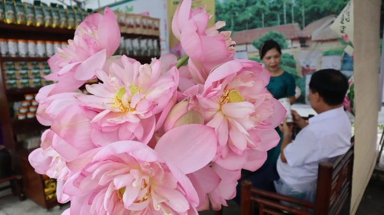 [ภาพ] ดอกบัวบานสะพรั่งในบ้านเกิดประธานาธิบดีโฮจิมินห์ เดือนพฤษภาคม ภาพที่ 8