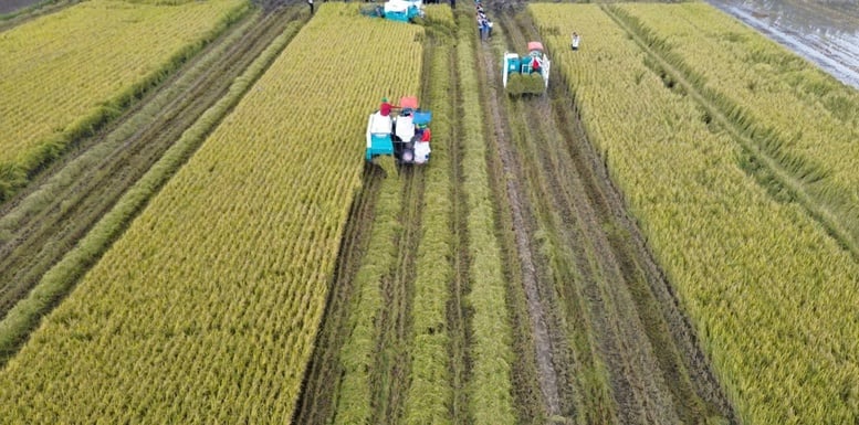 Khoa học công nghệ mở đường cho Đề án 1 triệu ha lúa 'xanh'- Ảnh 1.