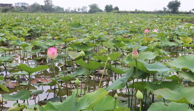 [ภาพ] ดอกบัวบานในบ้านเกิดประธานาธิบดีโฮจิมินห์ เดือนพฤษภาคม ภาพที่ 3